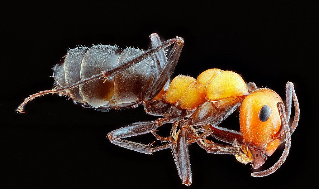 Ant Control service in Huntington Park, CA