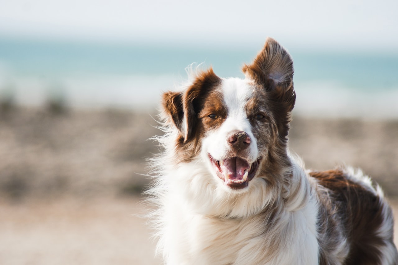 Flea & Tick Control service in Huntington Park, CA
