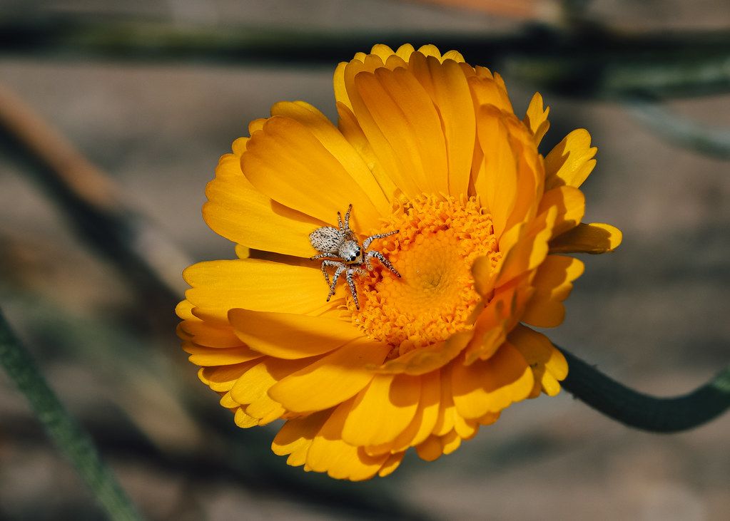 Spider Control service in Huntington Park, CA